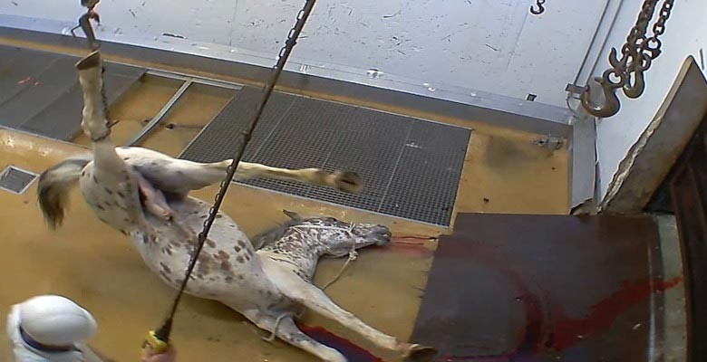 Abattoir Alès L214