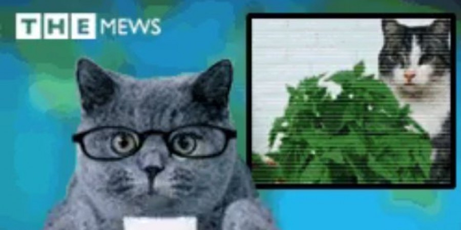 Belgique lolcats