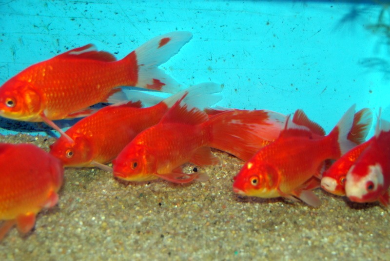 Au Japon, une mère a forcé sa fille à avaler 30 poissons rouges pour la punir.