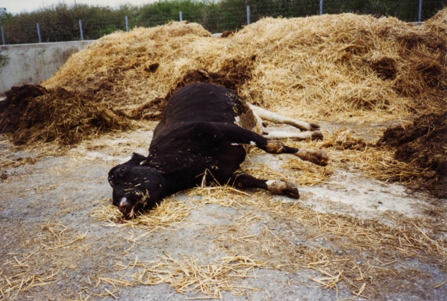 Un cas suspect de vache folle a été confirmé dans les Ardennes par le ministère de l'agriculture.