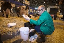 Un vétérinaire sur le salon de l'agriculture effectuant des prélévements