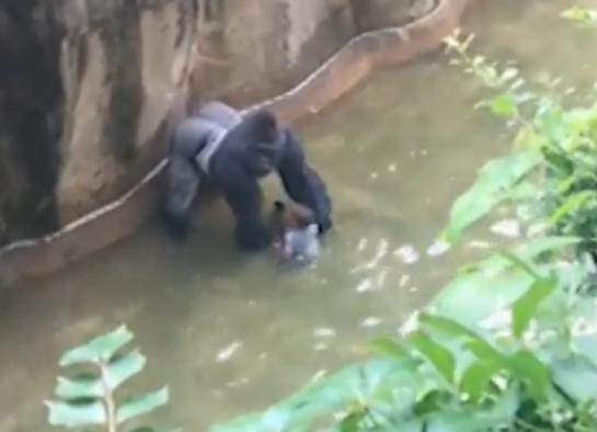 Un gorille du zoo de Cincinatti a été abattu par l'équipe d'intervention du zoo, pour sauver un petit garçon tombé dans son enclos.