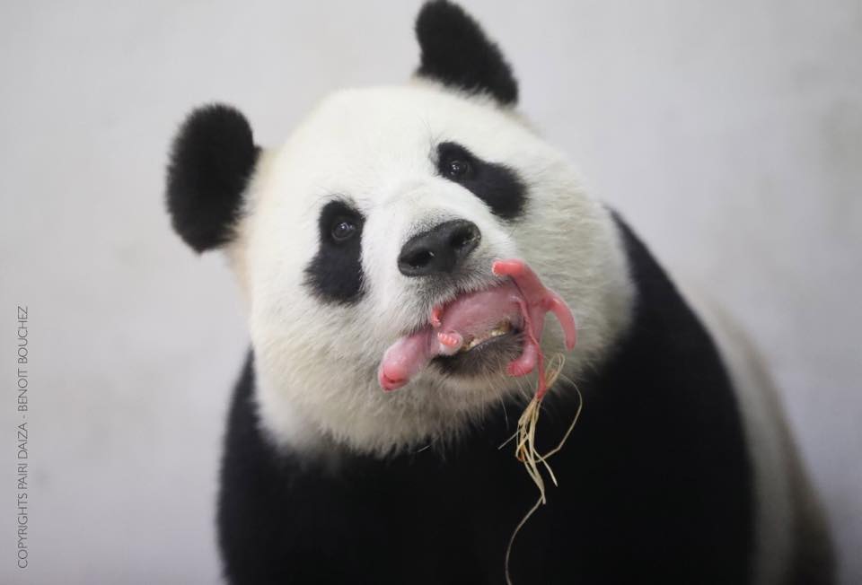 Photo de la page facebook de Pairi Daiza