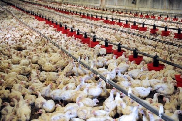 poules
