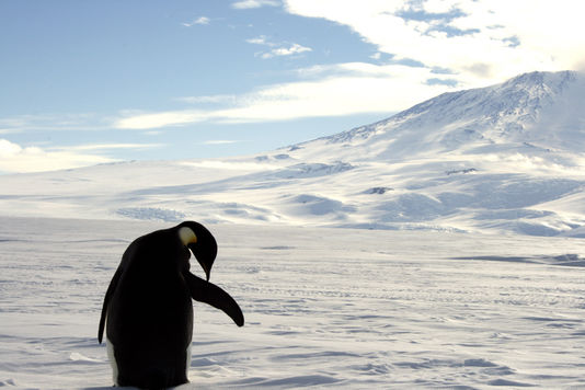 Antarctique