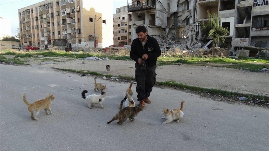 Syrie chats Alep guerre