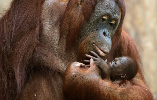orang-outans