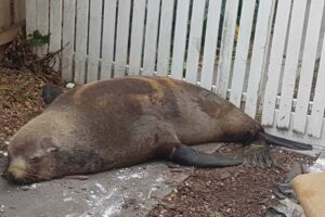 L'animal a été tranquillisé par les services vétérinaires.