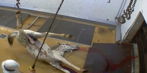 De nombreux actes de maltraitance ont été observé ces dernières années dans les abattoirs français (© L214)