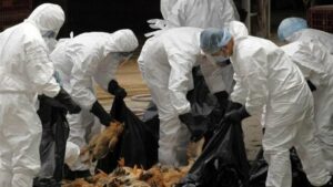 Abattage de canards dans une exploitation sur la commune d'Almayrac.