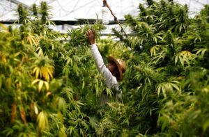 Une plantation de cannabis