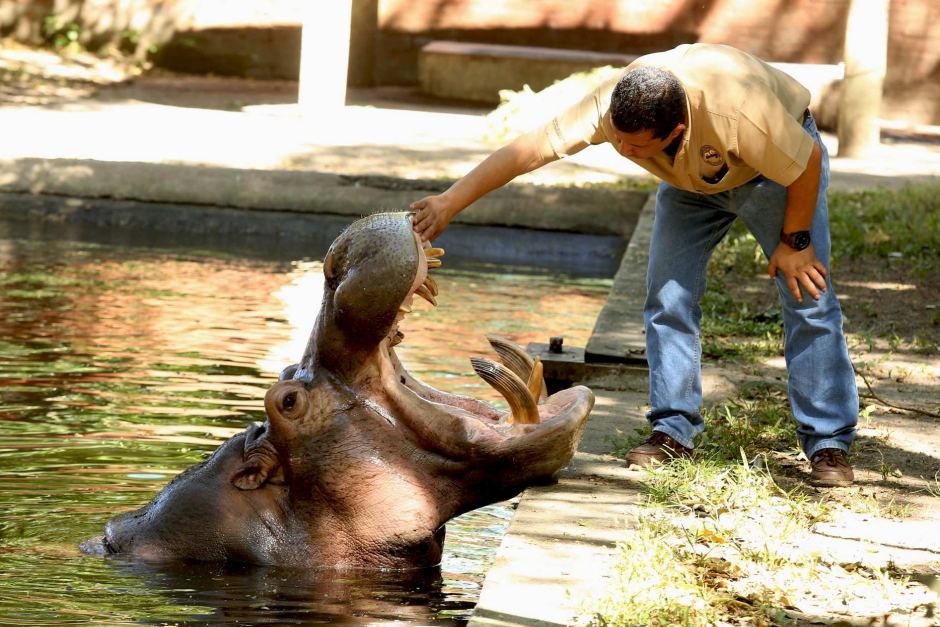 hippopotame
