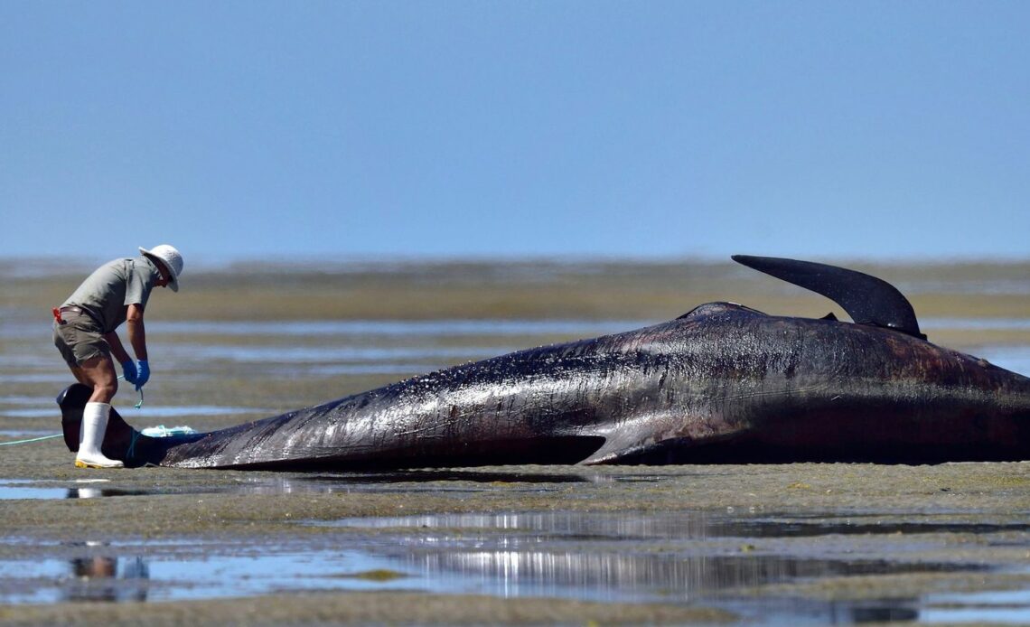 baleines échoués