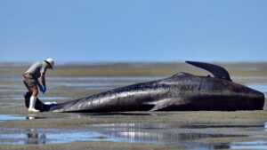 baleines échoués