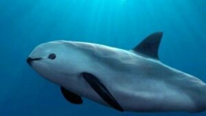 Mexique : le marsouin du Pacifique menacé d'extinction