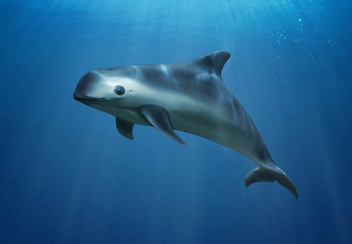 Mexique : le marsouin du Pacifique menacé d'extinction