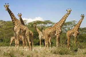 La girafe, bientôt une espace menacée