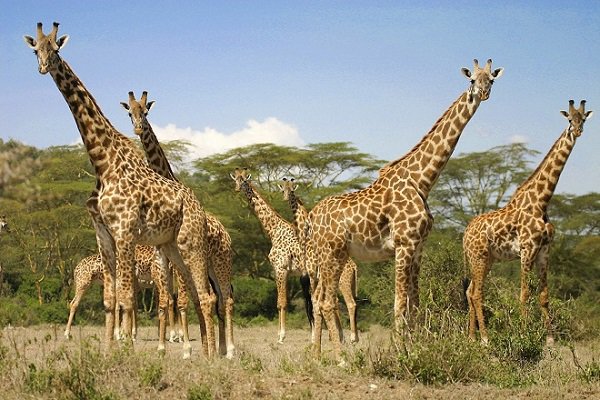 La girafe, bientôt une espace menacée