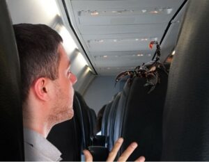 Un passager d'un vol United Airlines piqué par un scorpion