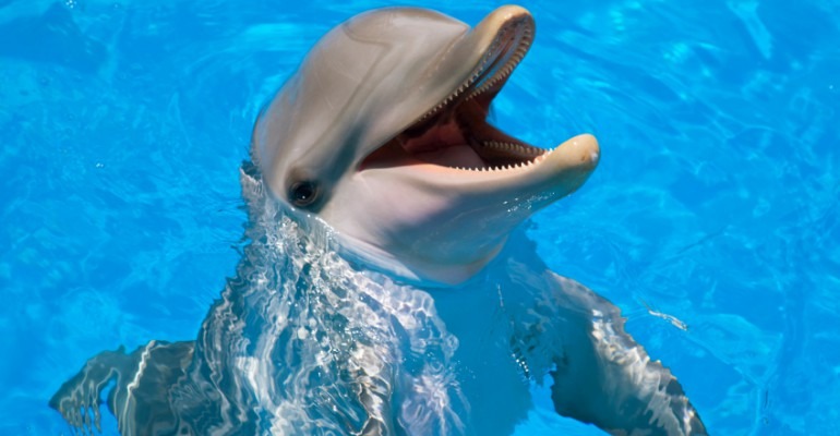 Une startup travaille sur une intelligence artificielle qui pourrait comprendre le langage des dauphins