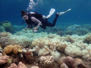 la grande barrière de corail meurt