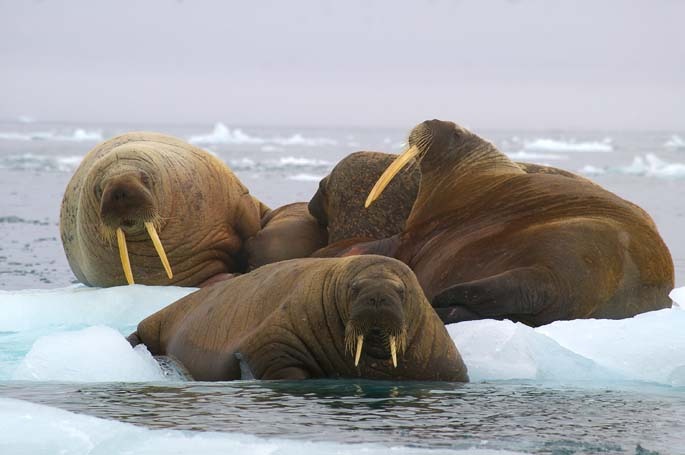 Les morses et caribous du Canada "menacés de disparition" en Arctique