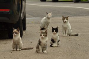Près de Narbonne deux cents chats sont victimes d'un tueur en série