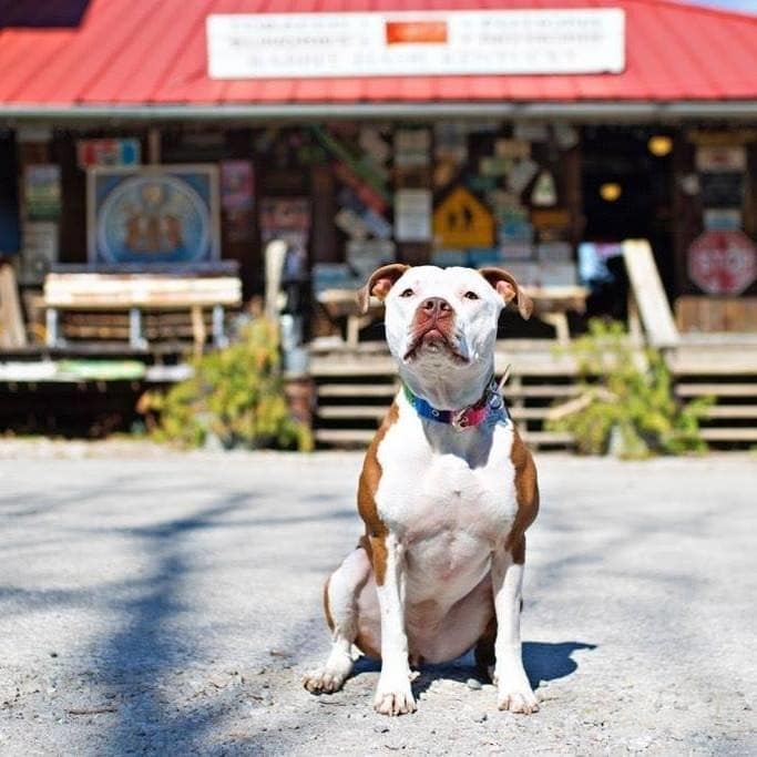 Un pitbull est élu maire dans un petit village du Kentucky
