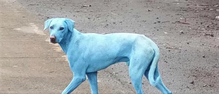Chiens