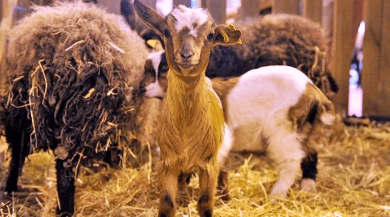 Des espaces sont aménagés pendant le salon afin que les animaux puissent se déplacer