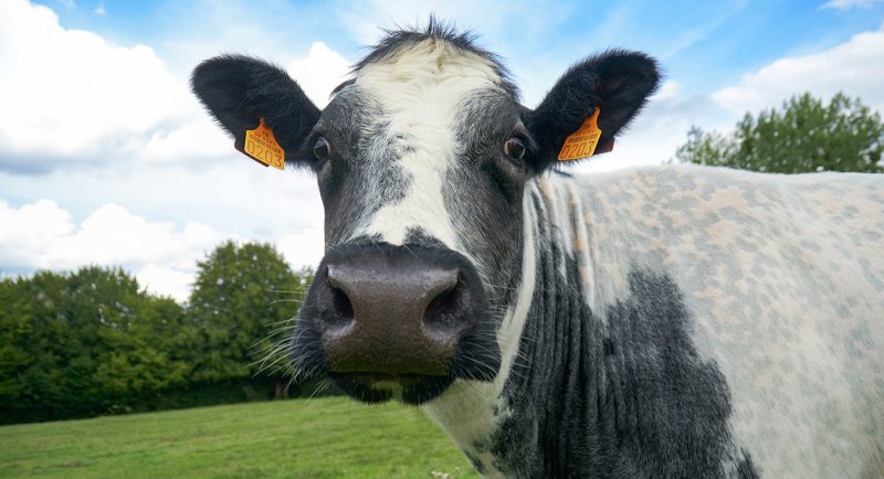 Imminence est la nouvelle mascote du salon 2019