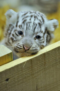 tigres
