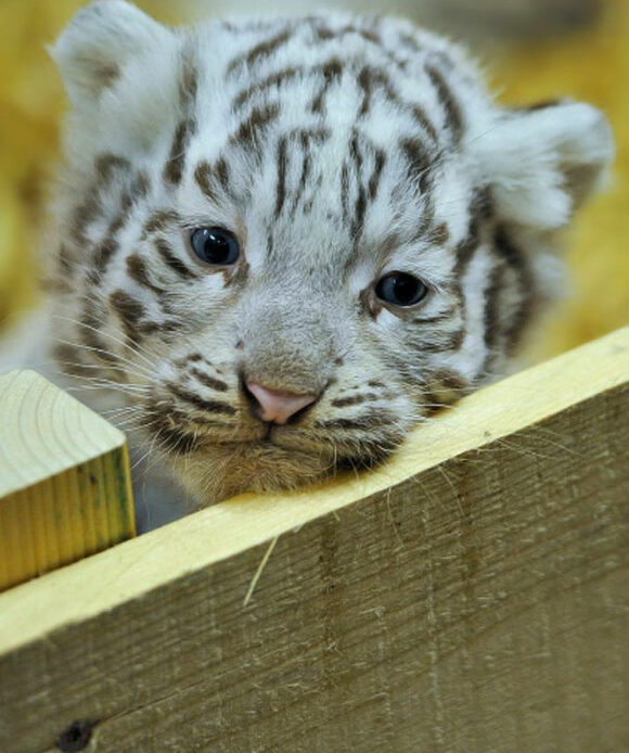 tigres