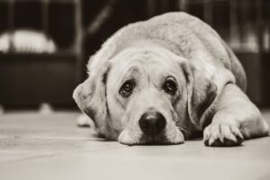 Chien twitter