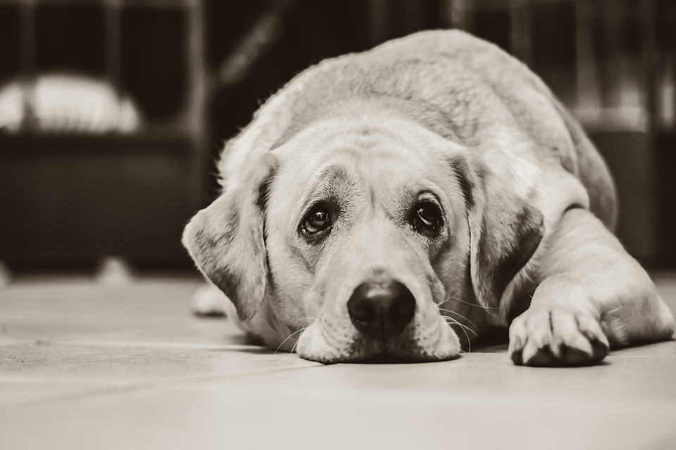 Chien twitter