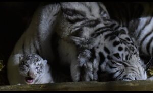tigre