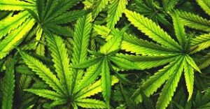 cannabis