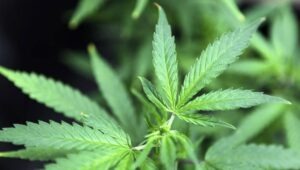 cannabis
