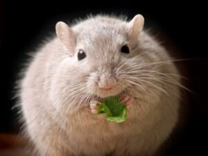 souris