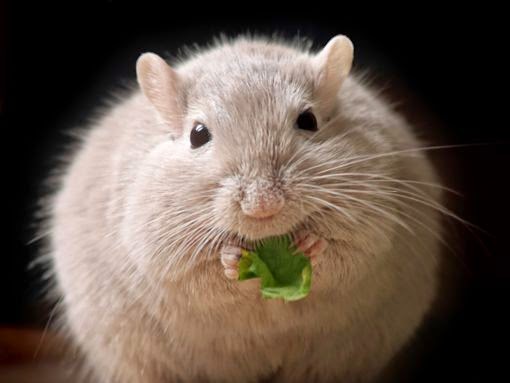 souris