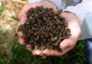 Abeilles mortes