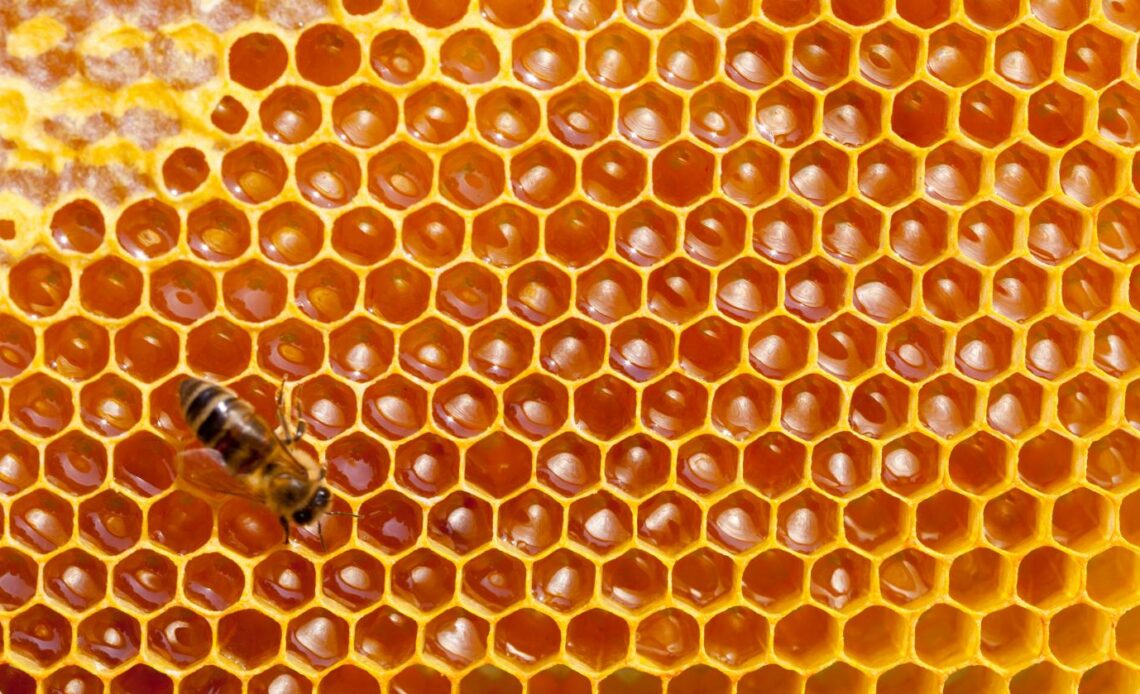 Abeilles Ruches