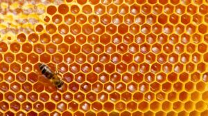 Abeilles Ruches