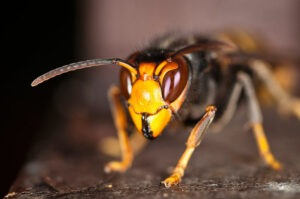 Frelon Asiatique
