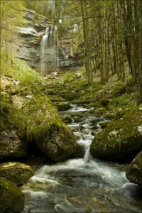 image-forêt