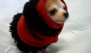 Ce week-end, il va faire frais. (crédit : Giphy)