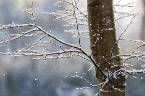 De la neige est attendue dans la nuit du lundi à mardi en Seine-et-Marne. (crédit : Giphy)