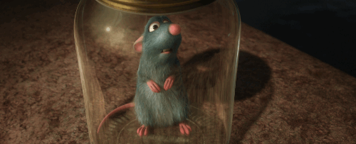 Zoopolis, l'association qui vient à la rescousse des rats de Paris