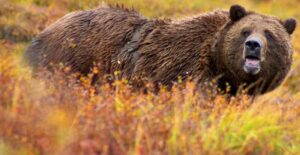 Une femme meurt au Canada au cause d'un grizzly