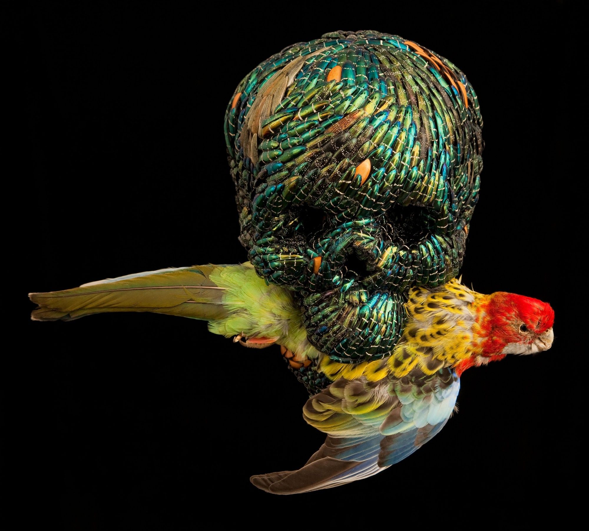 Jan Fabre, l'Oisillon de Dieu (2000)